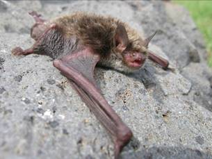 Myotis petax