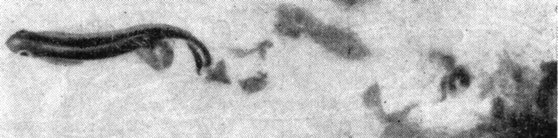 Рис. 7. Завихрения жидкости, вызываемые перемещением в ней рыбы