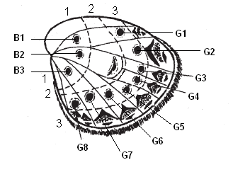 р1