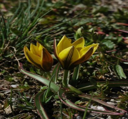 C:\Documents and Settings\User\Рабочий стол\tulipa dasystemon.jpg