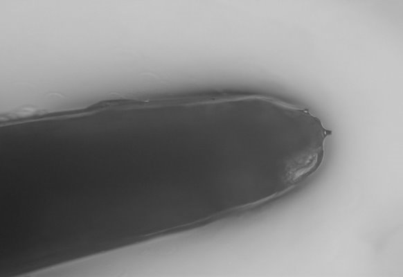 D:\Диск G\Лора институт\статьи\Сетариоз\100NIKON\DSCN6813.JPG