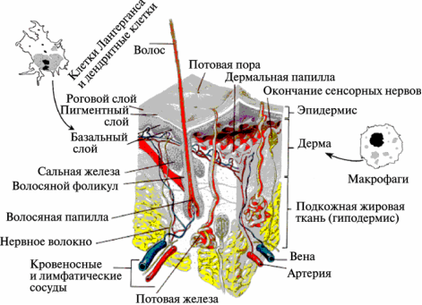 Рис. 7. Проникновение наночастиц через кожу.