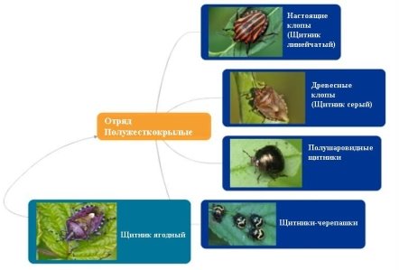 F:\Рисунок1.jpg