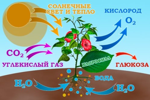 fotosintez-shema.jpg