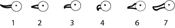 C:\Users\belyanka\AppData\Local\Microsoft\Windows\INetCache\Content.Word\иллюстрация клювы.png