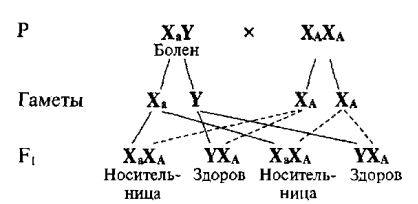 Картинки по запросу наследование гемофилии