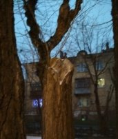 C:\Users\Admin\Desktop\МАГИСТРАТУРА\публикации\фото\D81vVtPXaMI.jpg