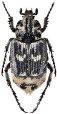 Valgus hemipterus L., 1758