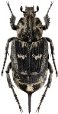 Valgus hemipterus L., 1758
