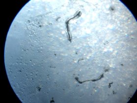H:\ИЗОБРЕТЕНИЯ\БП Устройство очистки воды\Результаты исследований очистки воды замораживанием\IMG_1374.JPG