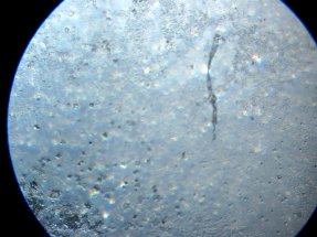 H:\ИЗОБРЕТЕНИЯ\БП Устройство очистки воды\Результаты исследований очистки воды замораживанием\IMG_1379.JPG