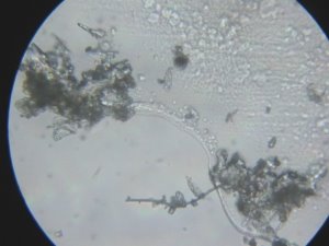 H:\ИЗОБРЕТЕНИЯ\БП Устройство очистки воды\Результаты исследований очистки воды замораживанием\IMG_1382.JPG