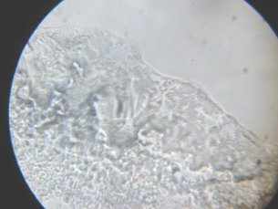 H:\ИЗОБРЕТЕНИЯ\БП Устройство очистки воды\Результаты исследований очистки воды замораживанием\IMG_1385.JPG