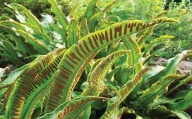C:\Users\Administrator\Desktop\Phyllitis scolopendrium.jpg