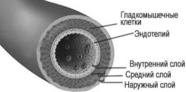 https://medsovet.guru/wp-content/uploads/2018/10/post_5bc2e439e5278.jpg