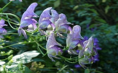 Aconitum variegatum