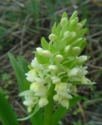 C:\Users\Administrator\Documents\A.Akmyradow. Usuly gollanma. 2015\Методичка 2, 2015 г\Dactylorhiza flavescens.jpg
