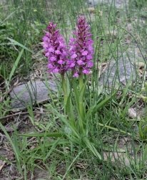 C:\Users\Administrator\Downloads\800px-Dactylorhiza_umbrosa_(Orchidaceae)_(32373696234).jpg