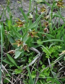 C:\Users\Administrator\Documents\A.Akmyradow. Usuly gollanma. 2015\Методичка 2, 2015 г\Epipactis veratrifolia.JPG