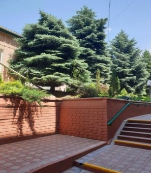 Картинки по запросу көктем шипажайы алматы