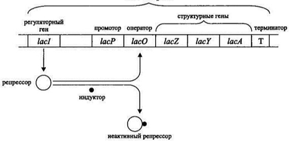 https://lifelib.info/microbiology/prokariot_2/prokariot_2.files/image006.jpg