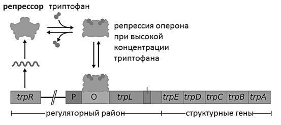 https://foxford.ru/uploads/tinymce_image/image/14725/trp_operon_ru_1.png