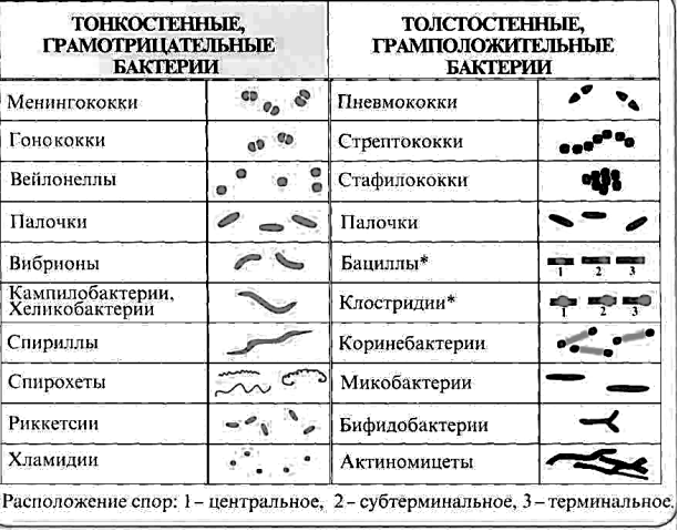 https://studfile.net/html/2735/431/html_19ZY0m_5yk.rsne/img-0NxHc8.png