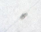 C:\Users\PC\Downloads\Snap-2817-Image Export-11.jpg