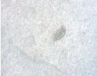 C:\Users\PC\Downloads\Snap-2819-Image Export-09.jpg