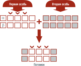 Скрещивание