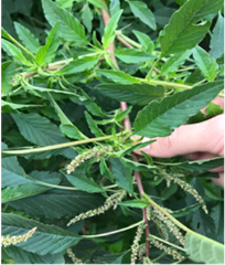 Amaranth spinosus