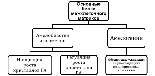 Назначение белков, участвующих в формировании структуры межклеточного матрикса