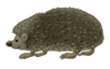 ежик