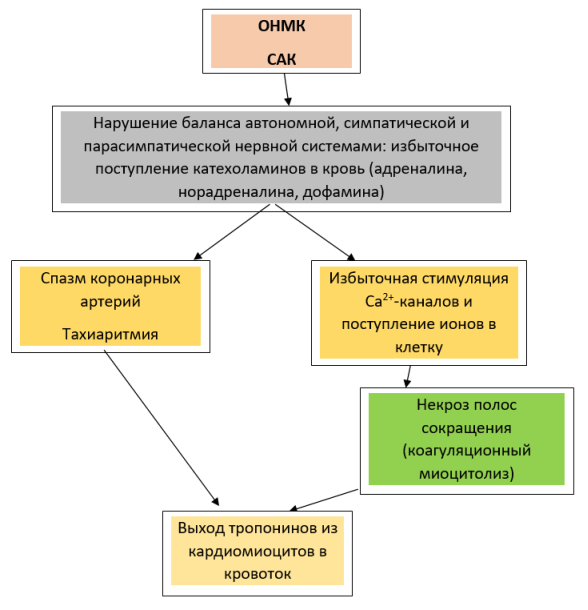 Патофизиологические причины повышения кардиальных тропонинов при нарушениях мозгового кровообращения