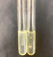 Результат определения подвижности L. Monocytogenes на среде ПЖА при двух температурах инкубирования — 22 и 37 °С