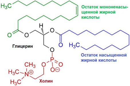 Структурная формула лецитина