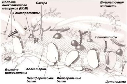 Строение жидкой мозаичной мембраны