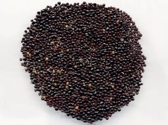 Зерно целозии серебристой Celosia argentea