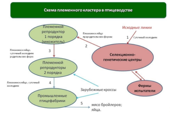 Схема племенного кластера птицеводства [15, c. 5]