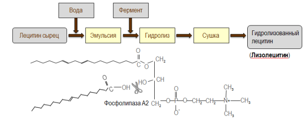 Технологическая схема получения гидролизованного лецитина [1]