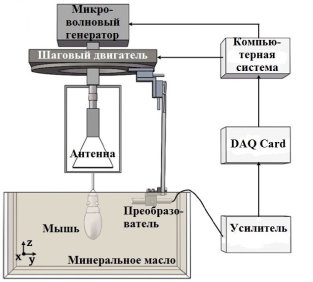 Схема системы для неинвазивной ТА-визуализации мозга мыши
