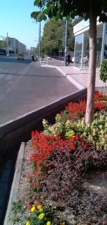 Растительность у остановок общественного транспорта