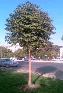 Основные типы насаждений