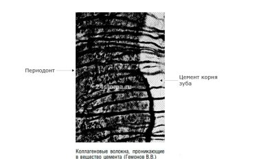 Соединение периодонта и цемента корня зуба