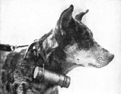 A picture containing dog, mammal, looking, staring

Description automatically generated