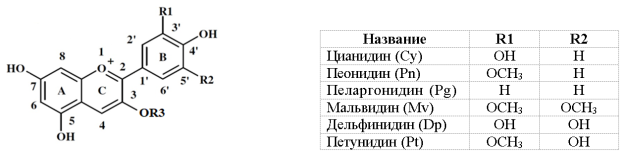 Структура антоцианов R3 — сахарид и антоцианидинов R3 — H [4]