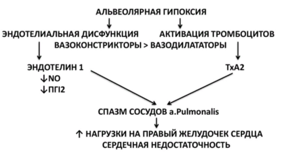 Патогенез легочной гипертензии