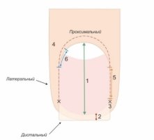Ногтевая пластина относительно положения в пространстве