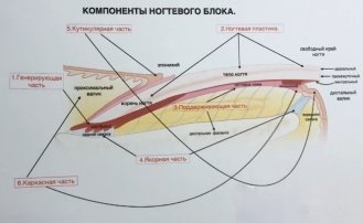 Компоненты ногтевого блока
