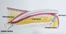 Строение якорной кости